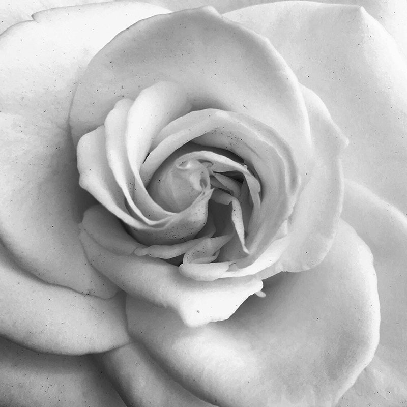 black and white rose